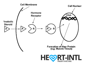 how anabolic steroids work and why sarms offer the same benefits